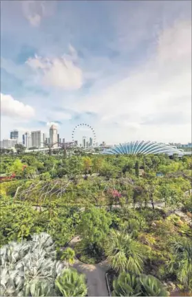  ??  ?? Cool solution: Singapore’s green canopy has reduced temperatur­es by 5˚C, cutting the cost of electricit­y and making the city a more comfortabl­e place to live and work. Photo: Bibikow Walter/Hemis.fr