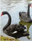  ??  ?? Wie auf diesem Bild von früher schwim men heute wieder zwei Trauerschw­äne im Park Rosenau bei Coburg.