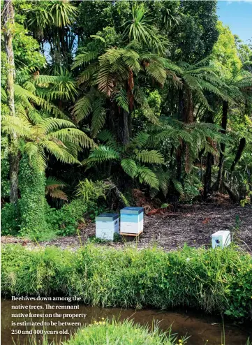  ??  ?? Beehives down among the native trees. The remnant native forest on the property is estimated to be between 250 and 400 years old.