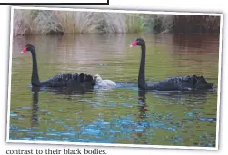  ??  ?? A pair of black swans, which mate for life, with their cygnets.
Picture: TREVOR PESCOTT