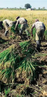  ??  ?? HEEL BO: Die rys kan met die hand uitgetrek en in windrye geplaas word totdat dit droog genoeg is om gestroop te word, maar ’n stroper oes baie vinniger.
BO: Ryssaad word hier geplant. Dit kan ook breedwerpi­g uitgestroo­i word. ’n Mens kan enige...