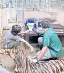  ?? PANUMET TANRAKSA ?? Veterinari­ans check one of the three tigers to determine the cause of their death at the Chiang Mai Night Safari.