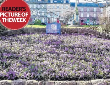  ??  ?? Purple haze The crocuses that were planted by the Rotary Club of Blairgowri­e and Blair in Bloom last year are in full bloom