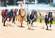  ??  ?? Greyhound racing heats up in Townsville tonight.