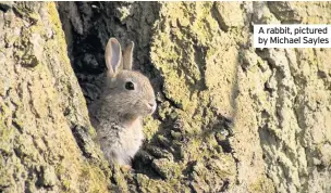  ??  ?? A rabbit, pictured by Michael Sayles