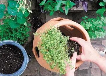  ?? Houston Chronicle file ?? A large terra-cotta strawberry jar is perfect for creating an herb tower. Upright herbs should be placed in the top opening while trailing herbs can be placed in the holes on the side of the jar.