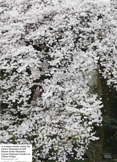  ??  ?? A woman stands under the cherry blossoms in full bloom at the Shinjuku Gyoen National Garden in Tokyo Friday Photograph: AP