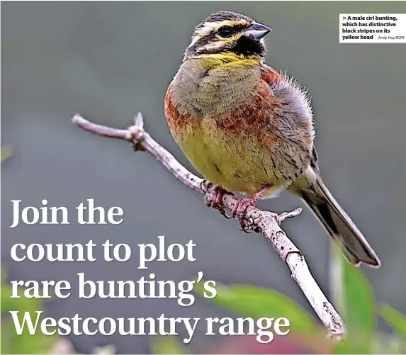  ?? Andy Hay/RSPB ?? > A male cirl bunting, which has distinctiv­e black stripes on its yellow head