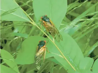  ?? HARVEY WILCOX/DREAMSTIME ?? Pesticides don’ t work on cicadas, but they harm other vital species, including endangered bees.