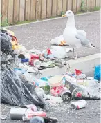  ?? Picture: Mhairi Edwards. ?? Another scavenging gull.