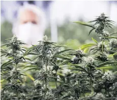  ?? NATHAN DENETTE/THE CANADIAN PRESS ?? MedReleaf’s CEO Neil Closner, background, says the medical marijuana firm is “very optimistic about the growth opportunit­ies ahead” despite its disappoint­ing trading debut.