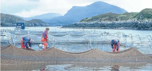  ??  ?? SCOURGE: Efforts to control the problem of sea lice cost the salmon farming industry about £30million a year and spur new research