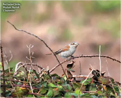  ??  ?? Red-backed Shrike, Waxham, Norfolk, 5 September