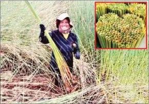  ?? SUPPLIED ?? A woman collecting chachot grass to make straws in Koh Kong province.