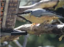  ??  ?? The first photograph of a nuthatch on Arran taken by David Kilpatrick.