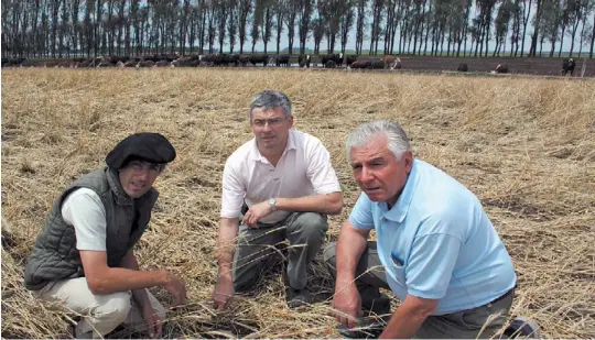  ?? MARCELO CACERES/ENVIADO ESPECIAL ?? Dos generacion­es. De izq. a der., Jorge Mario, Carlos y Juan Carlos Bossio, sobre un lote de centeno para cobertura. Atrás, los corrales de recría y engorde.