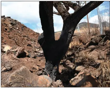  ?? MORGAN & MORGAN VIA ASSOCIATED PRESS ?? A charred tree stands Aug. 30 in Lahaina, Hawaii. The cause of last month’s deadly blaze may lie in an overgrown gully beneath Hawaiian Electric Co. power lines and something that harbored smoldering embers from an initial fire before rekindling.