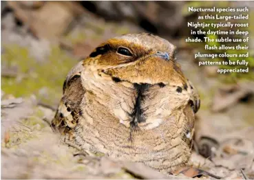  ??  ?? Nocturnal species such as this Large-tailed Nightjar typically roost in the daytime in deep shade. The subtle use of flash allows their plumage colours and patterns to be fully appreciate­d