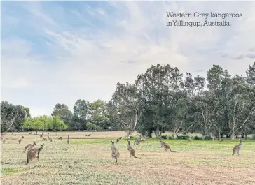  ??  ?? Western Grey kangaroos in Yallingup, Australia.