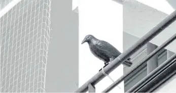  ?? FOTO: ROBERT GÜNTHER/DPA ?? Mit Vogel-Attrappen lassen sich Tauben vom Balkon fernhalten.