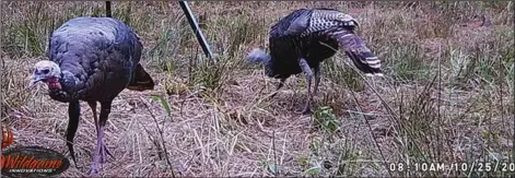  ??  ?? If you hunt on private land, game cameras will show you whether turkeys are in your area. It is illegal to hunt turkeys over bait. The Arkansas Game and Fish Commission defines a baited area as bait present or having been present within 10 days of hunting.