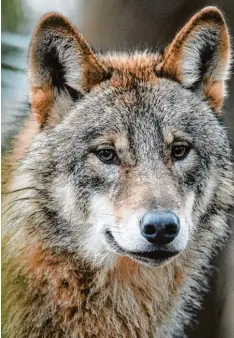  ?? Symbolfoto: Bernd Thissen, dpa ?? Immer mehr Wölfe kommen nach Bayern. Zuletzt wurde ein Tier im Landkreis Donau Ries gesichtet.