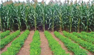  ?? ?? Crop rotation will help pest and disease control in Pfumvudza plots