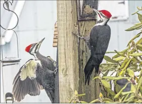  ?? LINDA HALL PHOTO ?? Pileated woodpecker­s are one of the species of birds sometimes spotted during the annual Christmas Bird Count. The bird on the left is a female, the one of the right is a male.