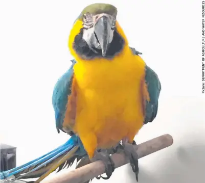  ??  ?? This well-travelled macaw was found at Sydney Airport more than a year after escaping from a Gold Coast home.