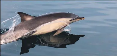  ?? Photo Kerry Froud ?? A common dolphin at play.