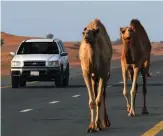  ??  ?? Opposite page: Camels and handler in the desert Above: Abu Dhabi skyline