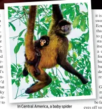  ??  ?? In Central America, a baby spider monkey uses its tail to cling to mum