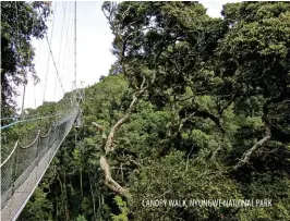  ??  ?? CANOPY WALK, NYUNGWE NATIONAL PARK