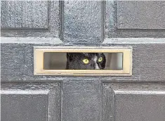  ??  ?? Mail monitor: a cat peeps through a letterbox in Rothwell, Northampto­nshire