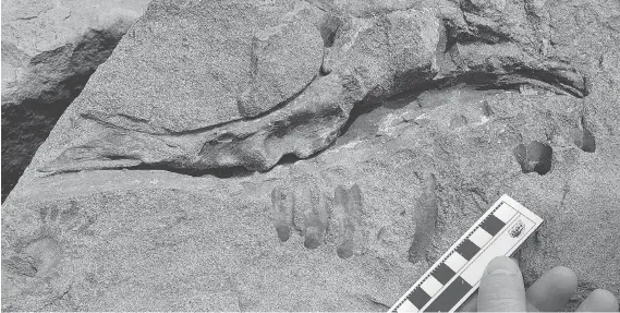  ?? RICHARD MCCREA / HO / THE CANADIAN PRESS ?? A hiker discovered this fossil of a tyrannosau­r mouth near Tumbler Ridge in northeaste­rn B.C. this month. The full skull is estimated to have been a metre long.