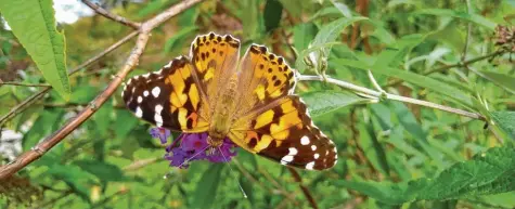  ?? Foto: dpa ?? Distelfalt­er erkennt man gut an ihren orangefarb­enen Flügeln.