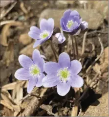  ?? (SUBMITTED PHOTO) ?? The Monocacy Hill Conservati­on Associatio­n offered free Wildflower Walks last month.