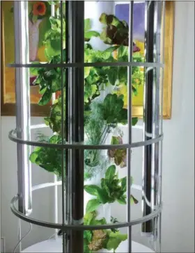  ?? THE ASSOCIATED PRESS ?? This undated photo by Dina Klempf courtesy of LA Urban Farms shows an indoor grow garden. The vertical garden of growing greens, and the burble of a circulatin­g water pump make for a pleasing and pretty addition to a sunny kitchen or sunroom.