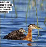  ?? ?? REFUGE Red-necked grebe now at home in Norfolk