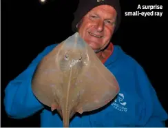  ??  ?? A surprise small-eyed ray