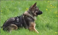  ?? THE CANADIAN PRESS FILE PHOTO ?? Edmonton police dog Quanto was stabbed to death in 2013. Vets said he would have survived the attack had he been wearing a protective vest.