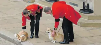  ?? GETTY IMAGES ?? Los corgis, la raza de perros preferida por la fallecida reina Isabel II, alcanzan precios récord en el Reino Unido tras la muerte de la monarca, que tuvo hasta 30 de estos ejemplares a lo largo de su vida. El precio promedio se ha duplicado y ha superado la barrera de los US$2.700.