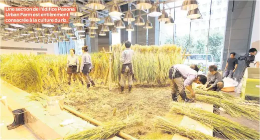  ??  ?? Une section de l’édifice Pasona Urban Farm est entièremen­t consacrée à la culture du riz.