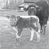  ?? CONNER PRAIRIE INTERACTIV­E HISTORY PARK VIA THE INDIANAPOL­IS STAR ?? This rare English Longhorn calf was born March 22 at Conner Prairie Interactiv­e History Park from an implanted embryo.