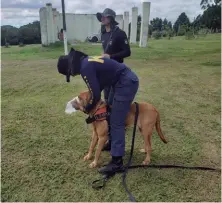  ??  ?? Treinament­o: à esq., Bloodhound arrasta sua condutora em direção à trilha;
à dir., condutor revela ao cão qual o odor que ele deverá seguir