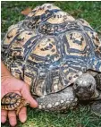  ?? Foto: Patrick Pleul/dpa ?? Im „Schildipar­k“gibt es kleine und gro ße Schildkröt­en.