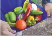  ??  ?? Kyle Bacoccini holds vegetables he picked on a farm in the South Valley as part of the Grow the Growers initiative.