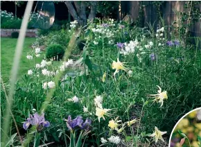  ?? JULIA ATKINSONDU­NN ?? Julia AtkinsonDu­nn’s garden features a range of aquilegia encompassi­ng blues, pinks, whites, yellows and reds.