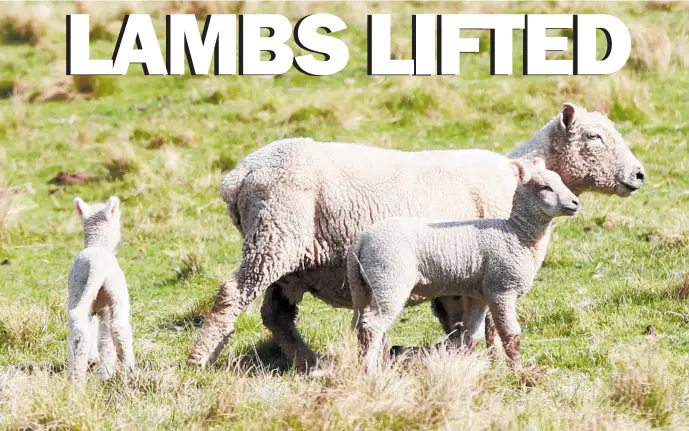  ?? PHOTO: DUNCAN BROWN ?? There are plenty of early season spring lambs in and around CHB at the moment after a mainly fine, dry July.