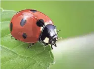  ?? GETTY IMAGES ?? Ladybugs are natural predators that play a crucial role in controllin­g garden and agricultur­al pests. They are voracious eaters and primarily feed on soft-bodied insects.